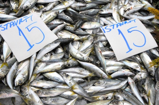 İstavritin Fiyatı Düştü, Çinekopa Gün Doğdu