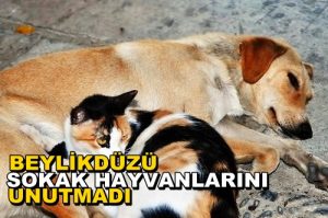 Beylikdüzü, Karda Sokak Hayvanlarını Unutmadı