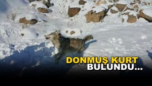 Yol Kenarında Donmuş Kurt Bulundu