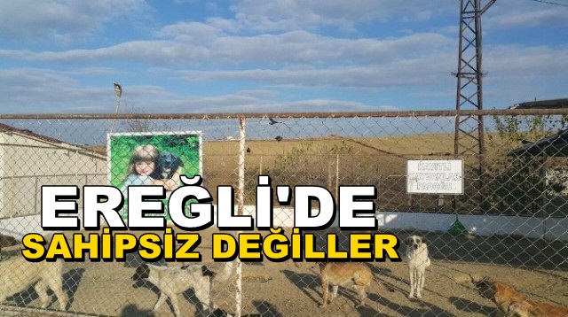 Marmara Ereğlisi’nde Sokak Hayvanlarına Özel İlgi