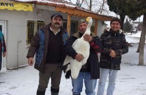 Yaralı Kuğuyu Avcılar Kurtardı