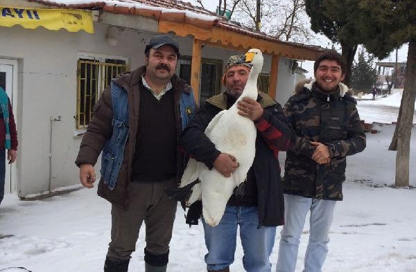 Yaralı Kuğuyu Avcılar Kurtardı