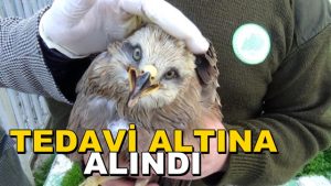 Yaralı Yavru Şahin Tedavi Altına Alındı
