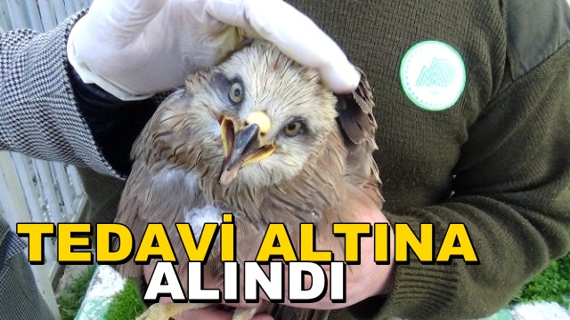 Yaralı Yavru Şahin Tedavi Altına Alındı