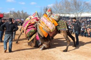 Yılın En Büyük Deve Güreşi, Biga’da gerçekleşecek