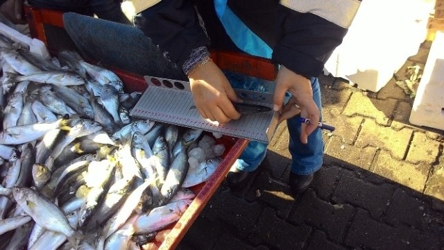 Silivri’de Balık Denetimi Yapıldı