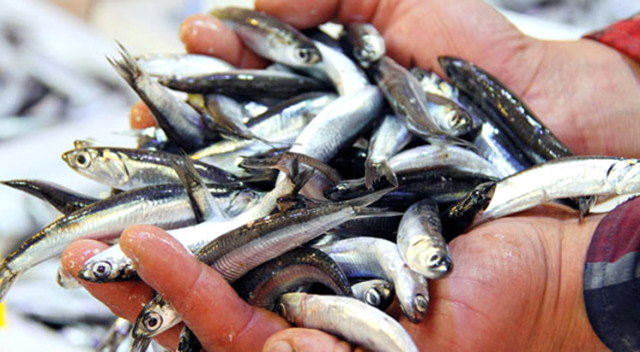 15 Bin Kişiye Hamsi Dağıtılacak