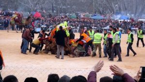 Biga’da Develer Kıran Kırana Güreşti