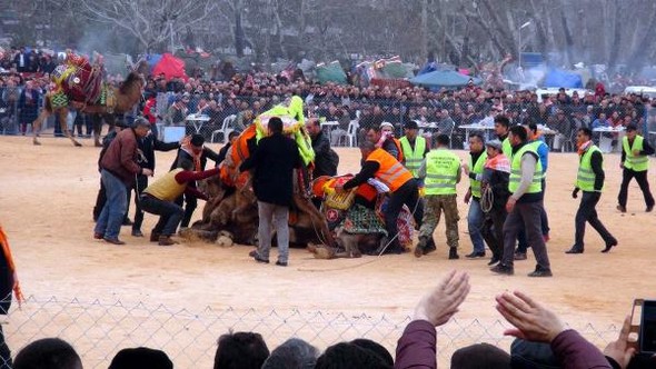 Biga’da Develer Kıran Kırana Güreşti