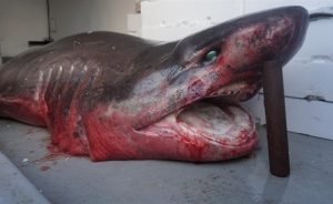 500 Kiloluk Köpek Balığı Ağlara Takıldı