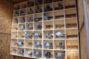 Burası da ‘Güvercin Oteli’: Kuş Başı 150 TL