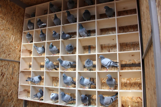 Burası da ‘Güvercin Oteli’: Kuş Başı 150 TL