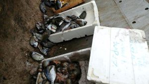 Kaçak avlanan balıklar imha edildi