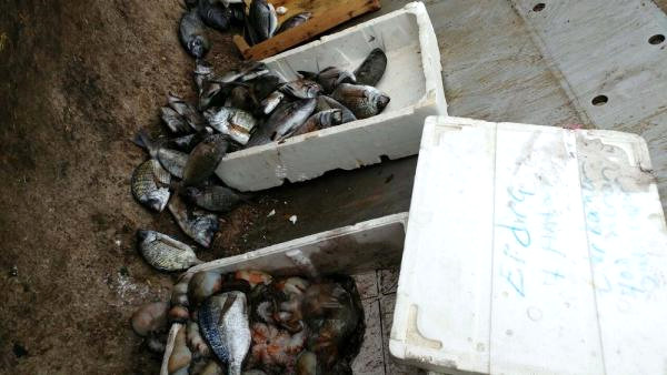 Kaçak avlanan balıklar imha edildi