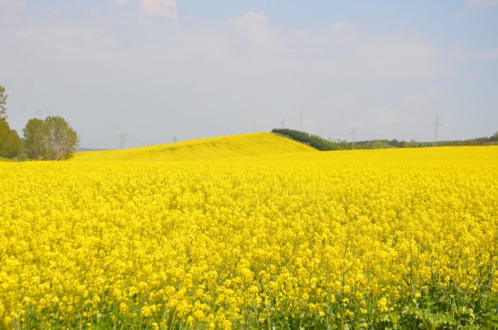 Kanola Üreticisi Üzgün