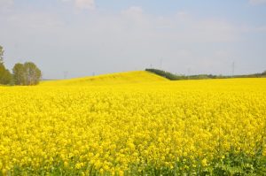 Kanola Üreticisi Üzgün