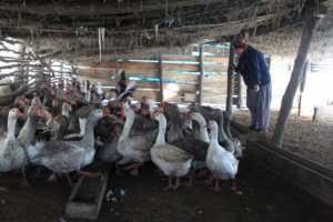 Gelin Geldiği Köyde Kendi İşinin Patronu Oldu