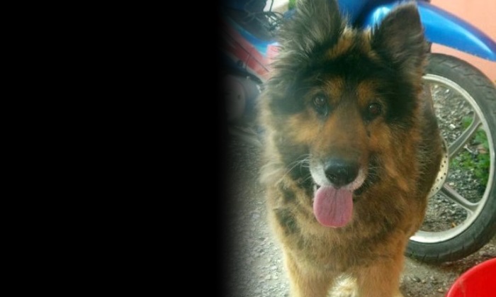 Köpeğini bulanı 1 yıl ücretsiz traş edecek