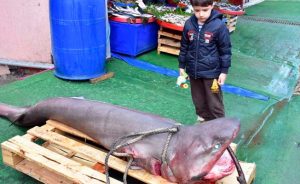 Marmara’da 3 metrelik köpek balığı yaklandı