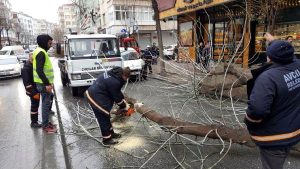 Avcılar’da Meşrubat Kamyonu Ağacı Kökünden Söktü