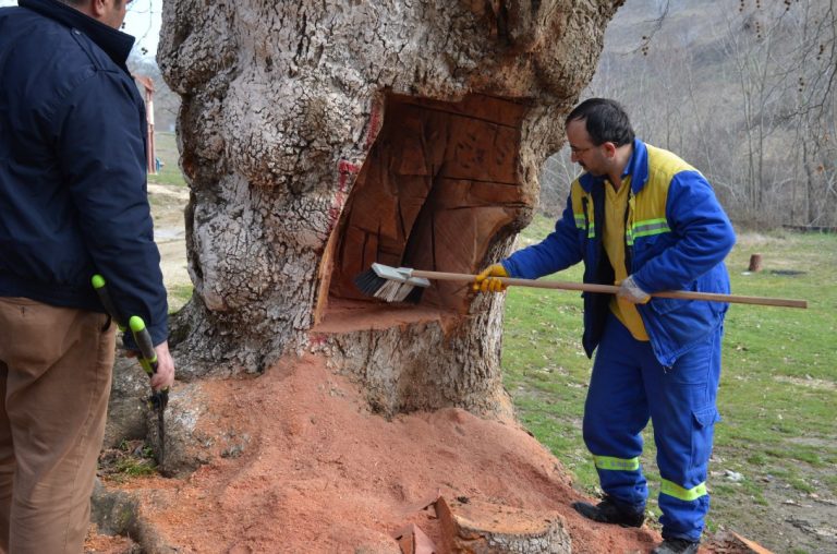 Tarihi Çınar Koruma Altına Alındı