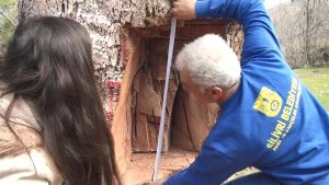 Tarihi Çınarı Testereli Defineciler mi Soydu?