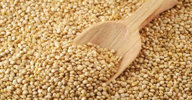 2017’nin İlk Kinoa Ekimi Bugün Başlıyor