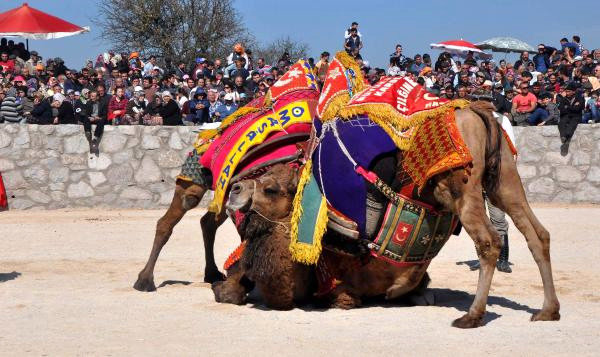 Ayvacık’ta Deve Güreşinde Depremzedeler Moral Buldu
