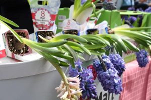 Bağcılar’da Kadınlara 25 Bin Sümbül Hediye Edildi