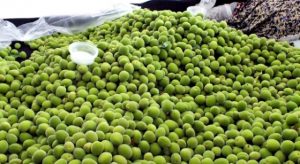 Baharın Müjdecisi Çağla 50 Liradan Tezgahlarda