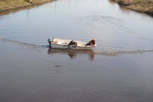 Ergene Nehri’ne Atlayan Özlem Balık Ağlarıyla Aranıyor