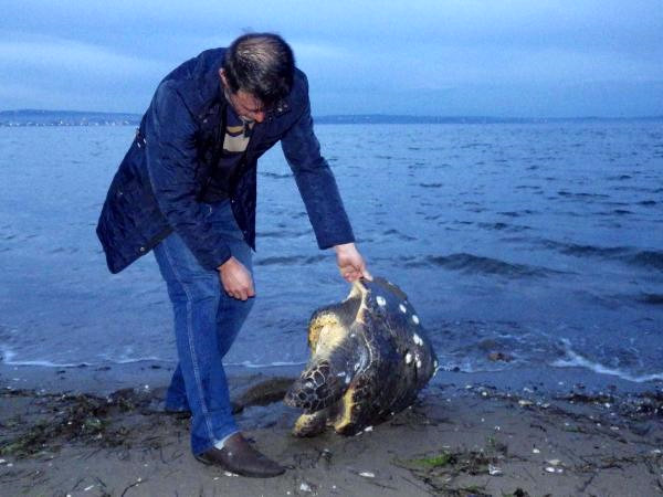 Lapseki’de Ölü Caretta Bulundu