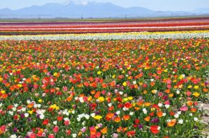 Müdürlüğü Bıraktı Çiçekçiliğe Başladı