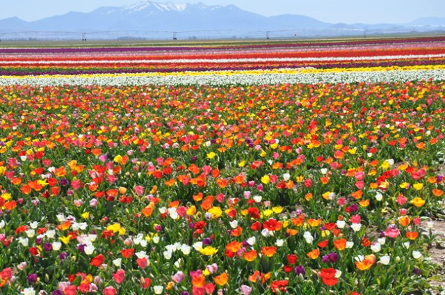 Müdürlüğü Bıraktı Çiçekçiliğe Başladı