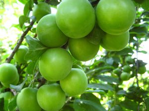 Erik Cep Yakıyor…