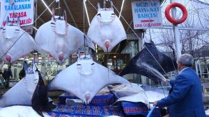 ‘Manta’ türü 14 vatoz, sergilenmek üzere Beylikdüzü’nde
