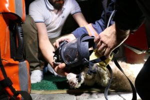 Yangında Mahsur Kalan Köpeği İtfaiye Kurtardı