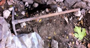 Araziye Gömülen Köpek Cesedi Avcılar’ı Ayağa Kaldırdı