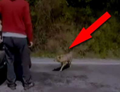 Çatalca’da Çakalı Beslerken Ayağından Oluyordu