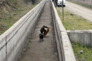 Ne Yaptılarsa Olmadı: 4 Saat Yakalamaya Uğraştılar