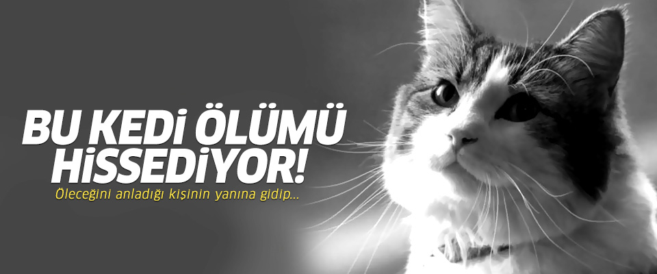 Bu kedi ölümü hissediyor!