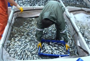 Balıkçıların Son Umudu “İstavrit”