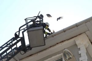 Çatıya Sıkışan Güvercini İtfaiye Kurtardı