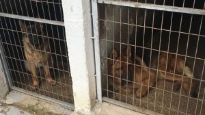 Çiftlikte Bengal Kedisi ve Yabani Kurtlar Ele Geçirildi