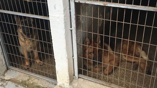 Çiftlikte Bengal Kedisi ve Yabani Kurtlar Ele Geçirildi