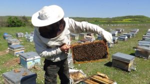 Arılarıyla Bin 500 Kilometre Yol Yaptılar