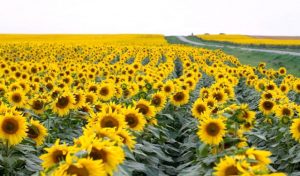 Trakya’da Ayçiçeği Ekimi Başladı