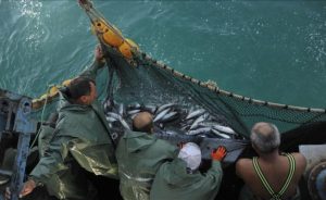 Geçen sezonun 100 katı palamut tuttuk