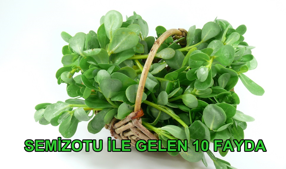 SEMİZOTU İLE GELEN 10 FAYDA