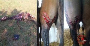 Kurtlar köye indi Milyonluk atlar telef oldu